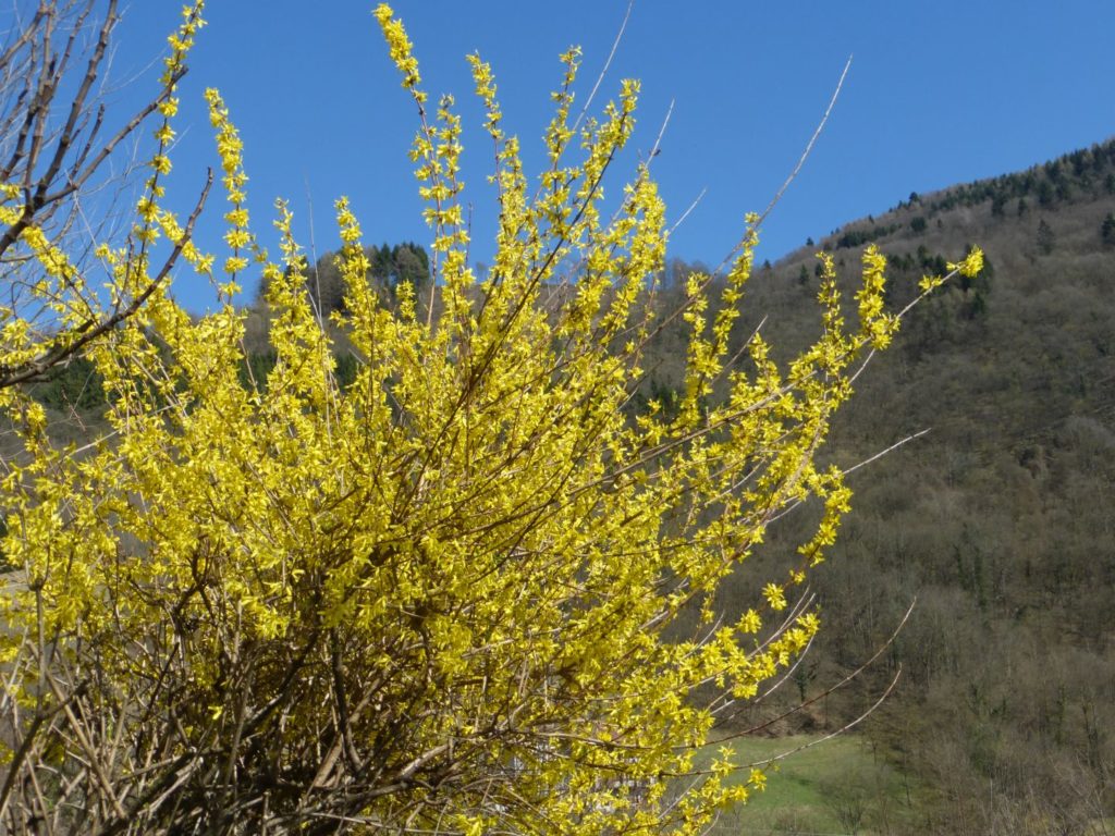 La forsizia di casa a primavera - Gaia Erbe