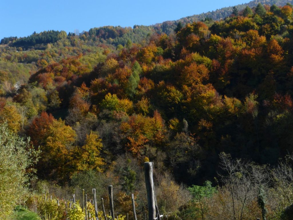 Quando il bosco si colora - Gaia Erbe