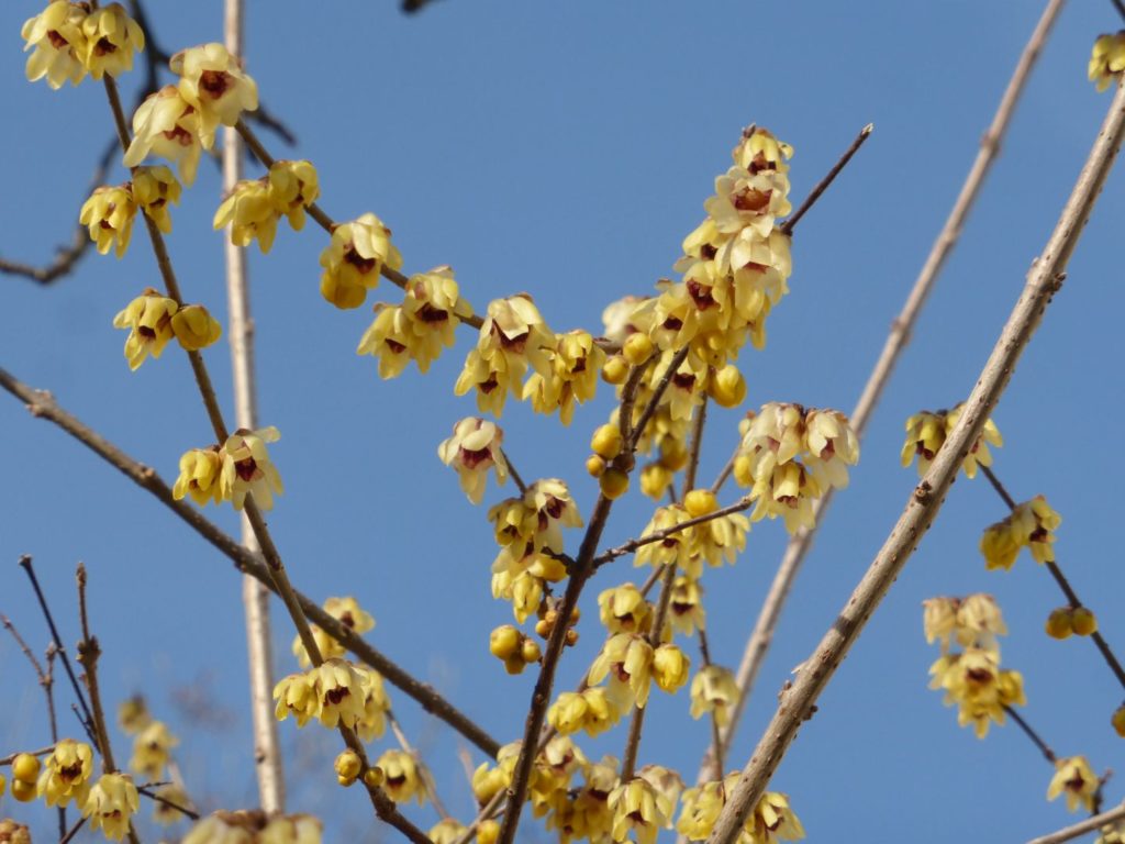 Il calicanto in fiore, l'inverno volge al termine - Gaia Erbe