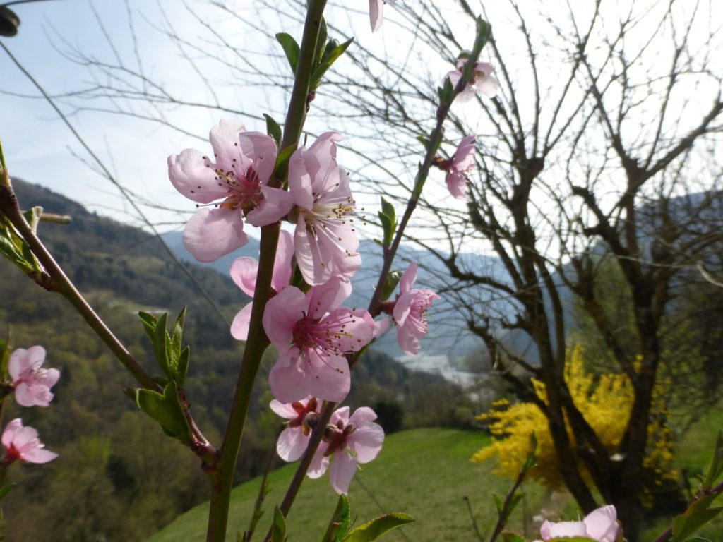 Fiori rosa, fiori di pesco... - Gaia Erbe