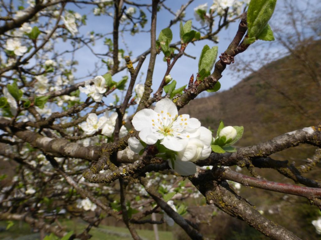 Fiori di susino - Gaia Erbe