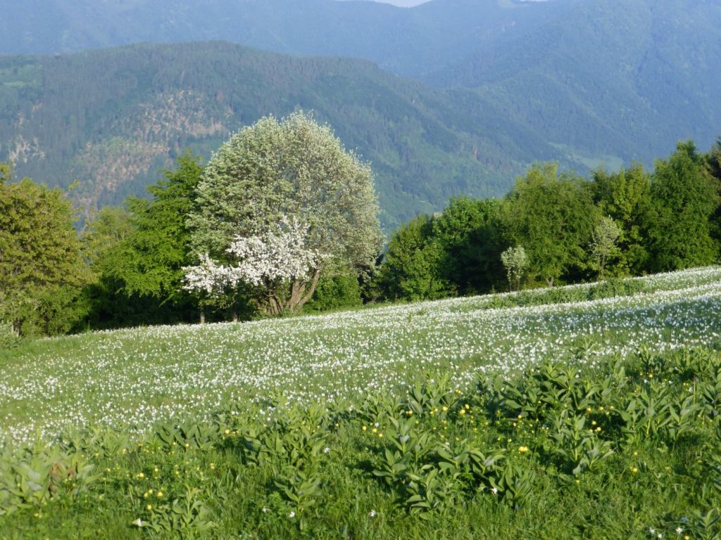  Pian di Coltura, lo spettacolo dei narcisi a maggio - Gaia Erbe