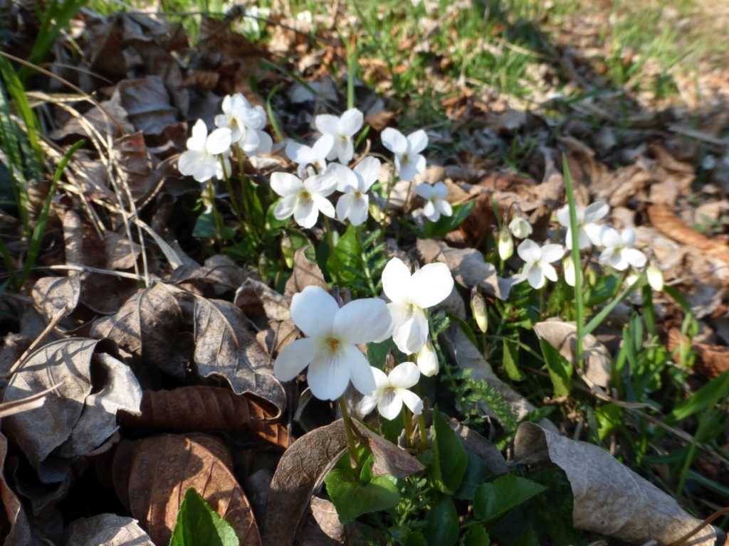 Viole bianche, a ricordar l'inverno appena passato - Gaia Erbe