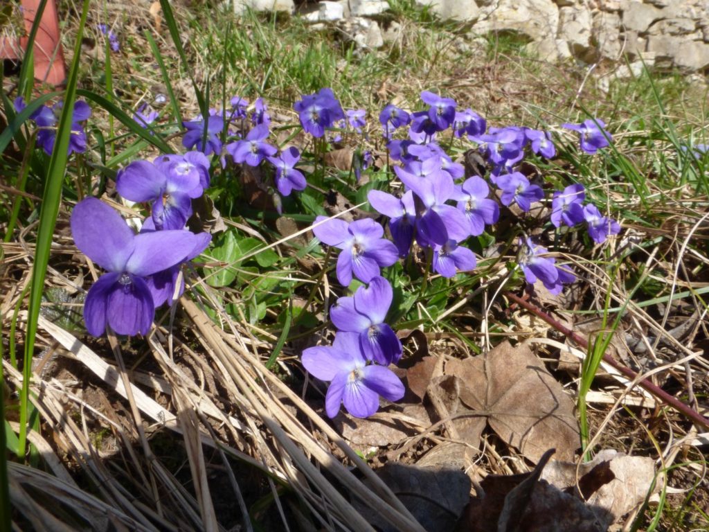 Viole a colorar i prati ancora brulli - Gaia Erbe