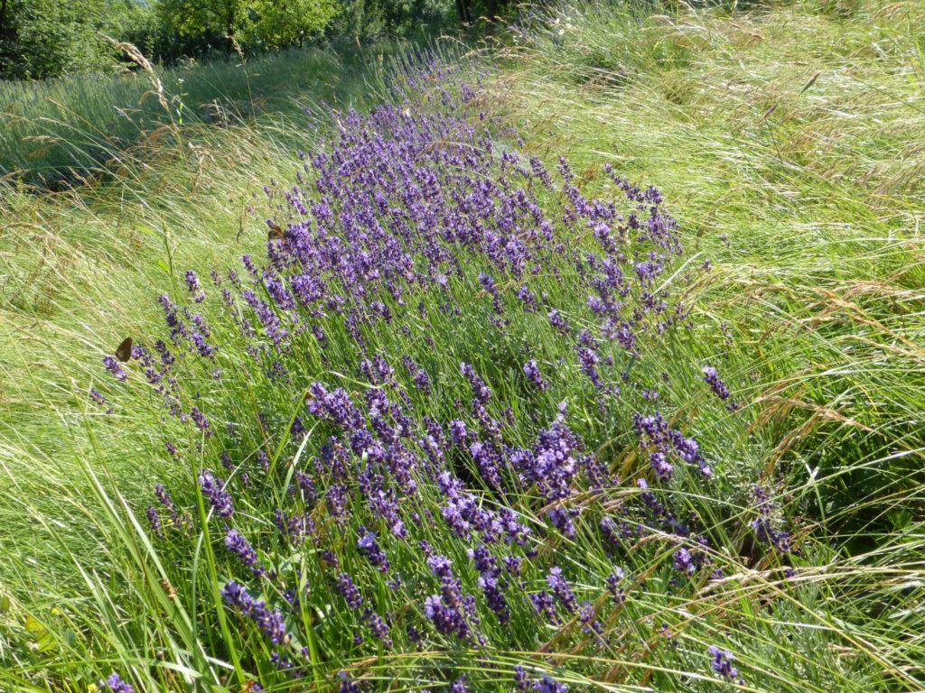 Lavanda in fiore, profumo d'estate - Gaia Erbe