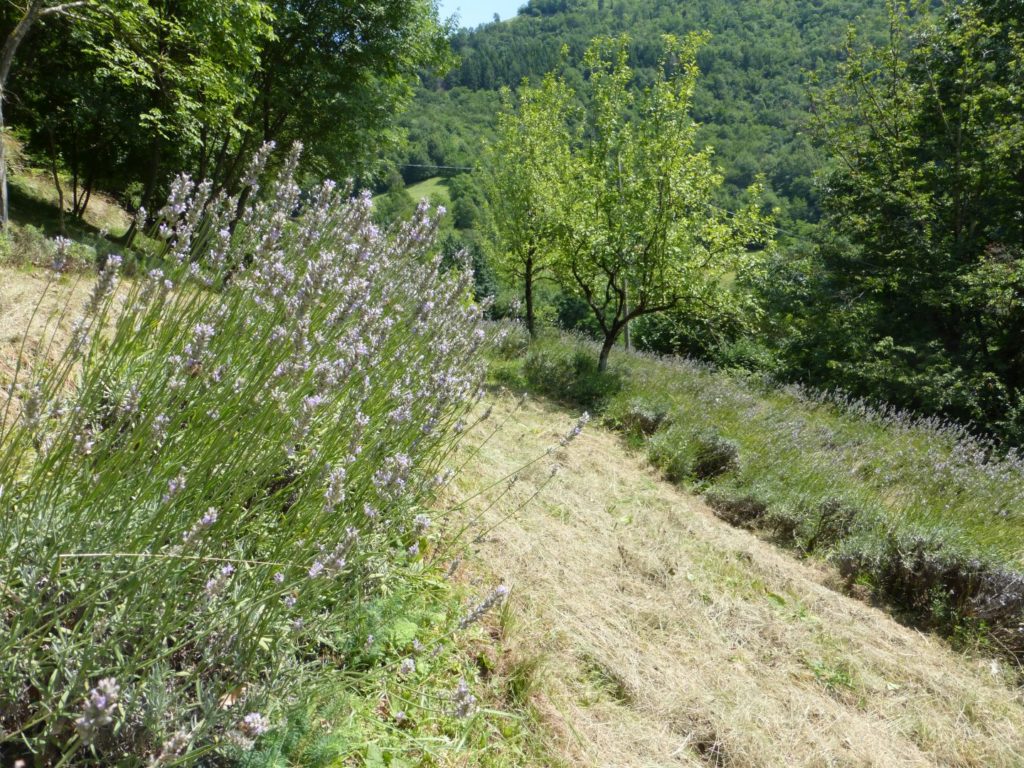 Lavande quasi pronte per il raccolto - Gaia Erbe