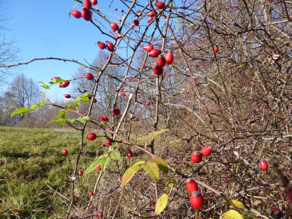 E' tempo di rosa canina - Gaia Erbe