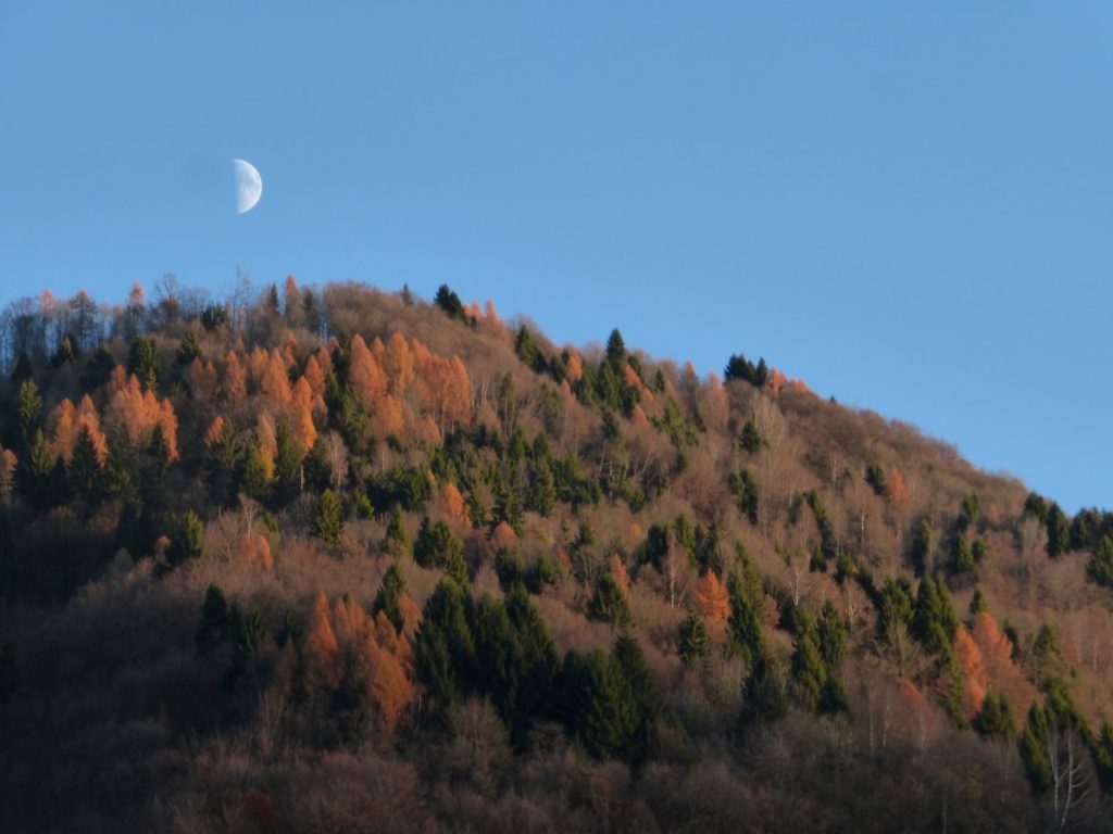 Le foglie stan cadendo, il larice si tinge d'oro - Gaia Erbe