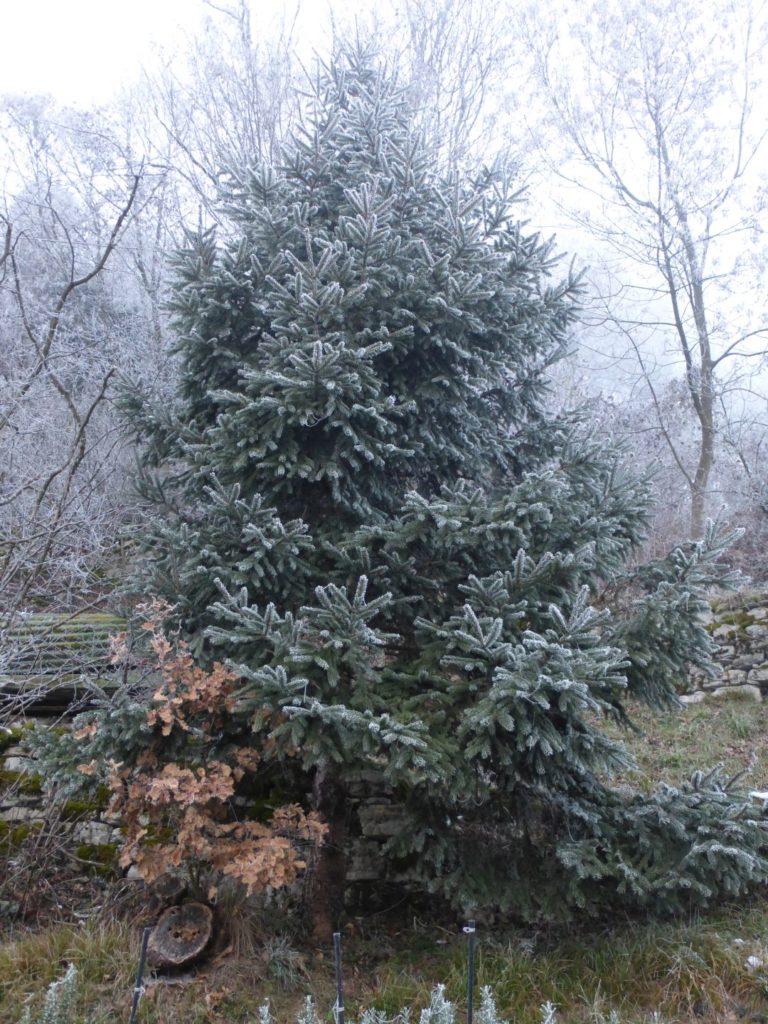 Albero di Natale secondo Madre Natura - Gaia Erbe