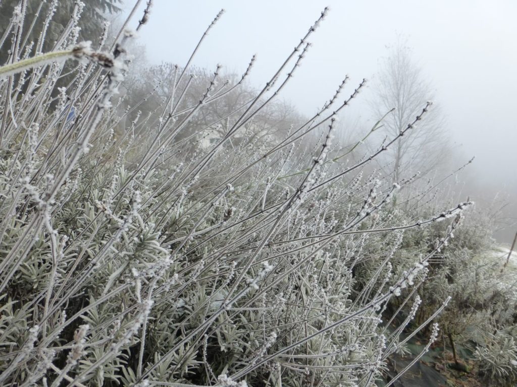 Galaverna sulla lavanda - Gaia Erbe