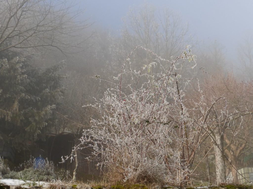 Galaverna sulla rosa canina - Gaia Erbe