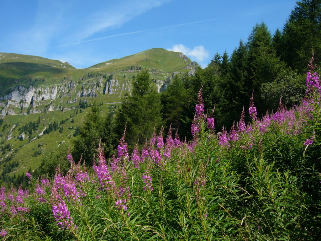 Vette Feltrine, salita al rifugio Dal Piaz, sguardo al rifugio - Gaia Erbe